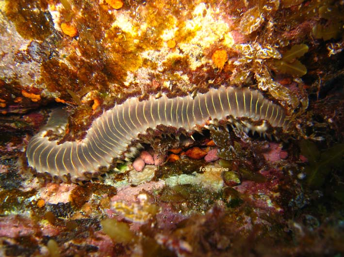 Hermodice carunculata